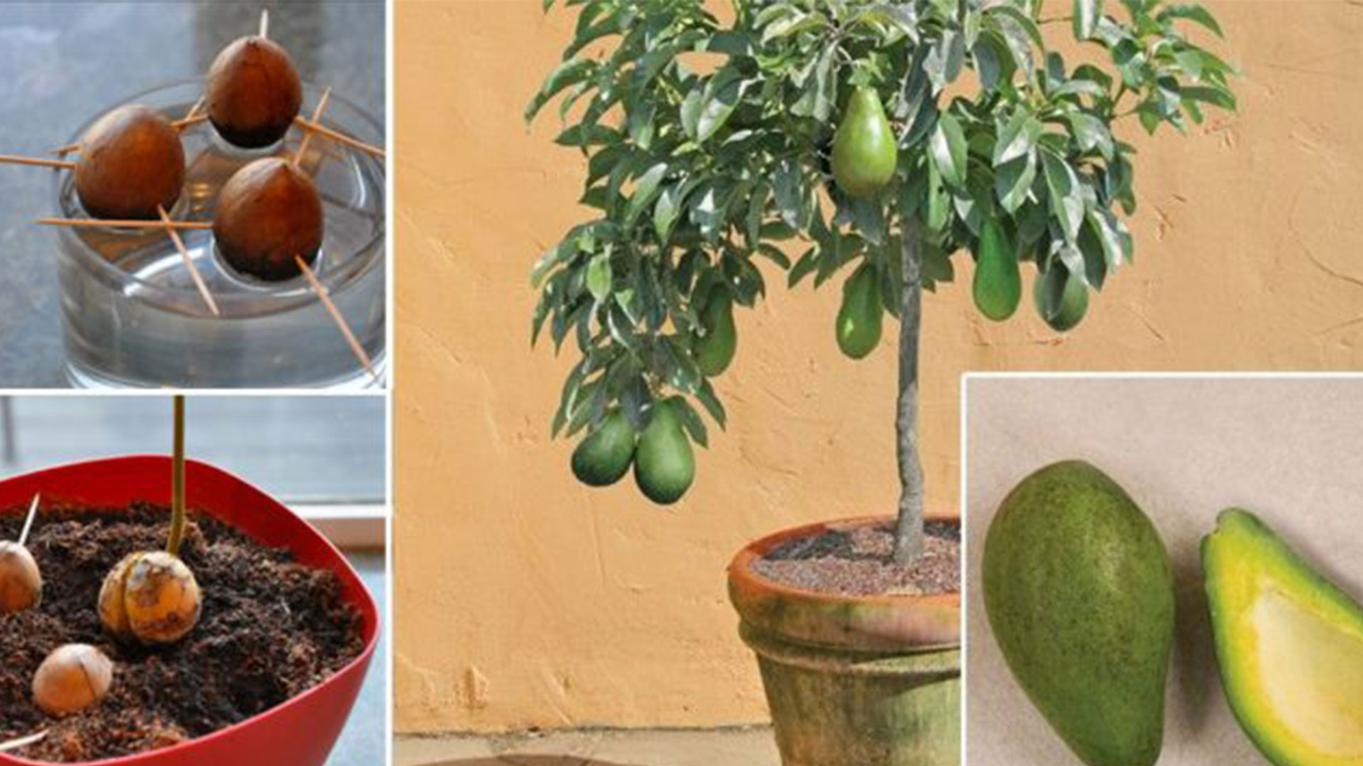 avokado
