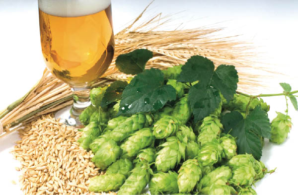 pivo